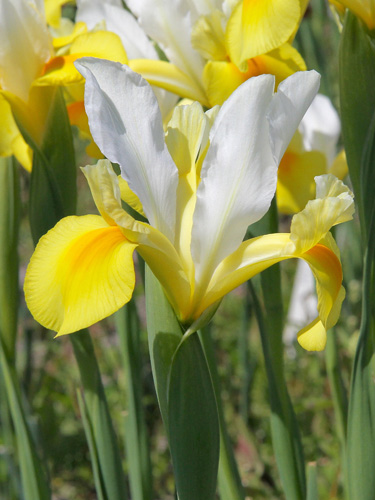 Iris holl. Symphony.jpg